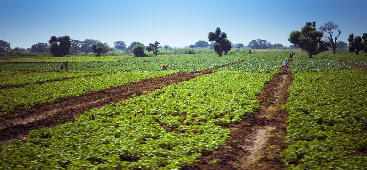 The Climate-Smart Agriculture Education And Policy Project (CSEP ...