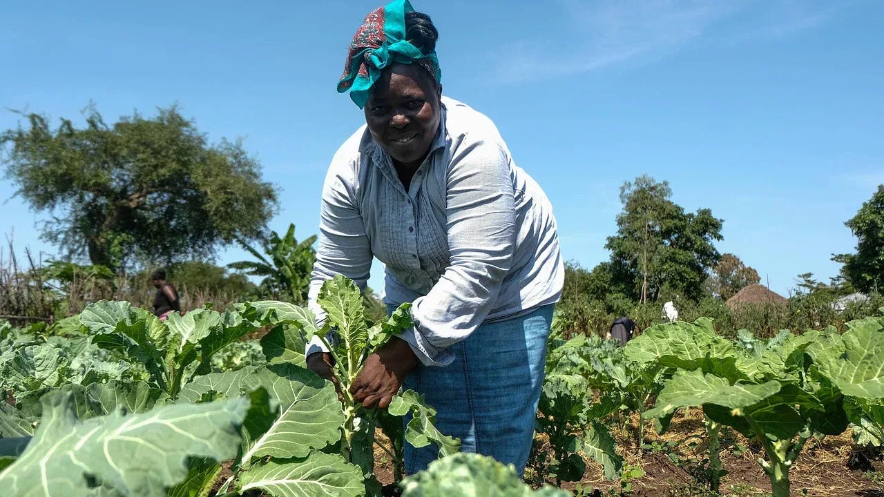 Learning partner to Rockefeller Foundation's Food Initiative · Genesis ...